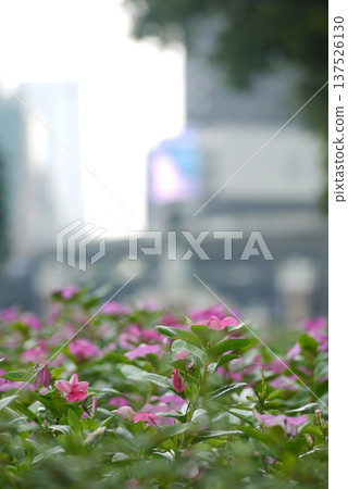 Flowers in Lumpini Park, Bangkok Flowers in Lumpini Park, Bangkok 137526130