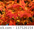 秋色的楓樹 137526154