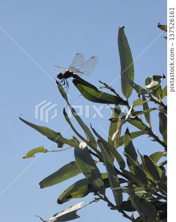 Dragonfly Perched on a Tree Against a Blue Sky 137526161