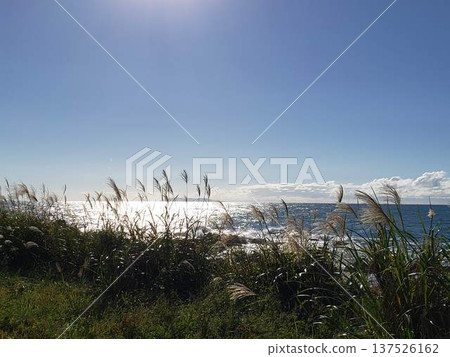 海和潘帕斯草 1 137526162