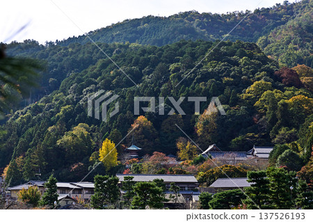 Sagano Arashiyama autumn leaves Sagano Arashiyama autumn leaves 137526193