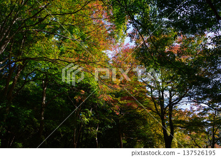 龜山公園（嵐山公園）的紅葉 137526195