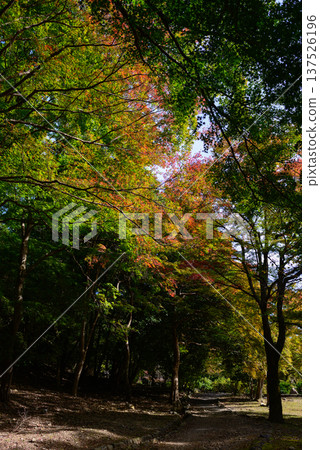 龜山公園（嵐山公園）的紅葉 137526196