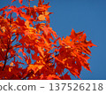 秋日的藍天和鮮紅的楓樹 137526218