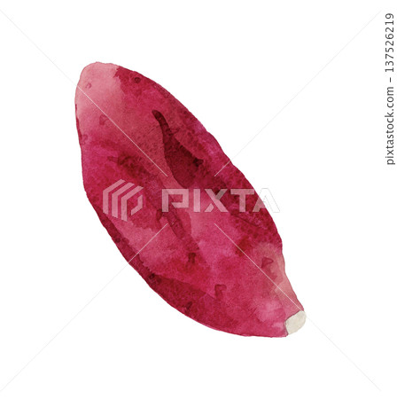 烤地瓜（單件） 手繪水彩蔬菜插圖 137526219