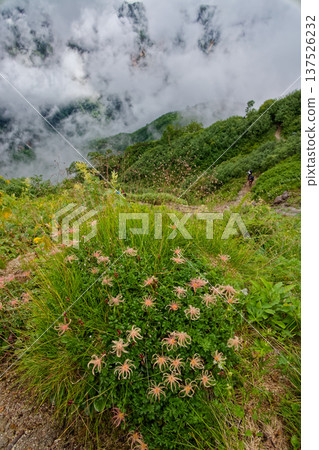 在北阿爾卑斯山脈的湯森山脊上,雲霧繚繞,阿留申花穗競相綻放。 在北阿爾卑斯山脈的湯森山脊上,雲霧繚繞,阿留申花穗競相綻放。 137526232