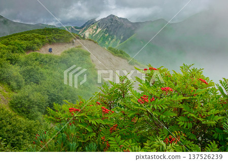 Clouds rise from the Northern Alps, rowan berries on the ridge of Mt. Yumori and Mt. Washu 137526239