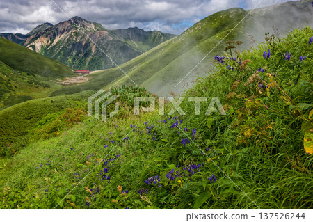 烏頭花、北阿爾卑斯山、鷲羽山和雙六小屋 137526244