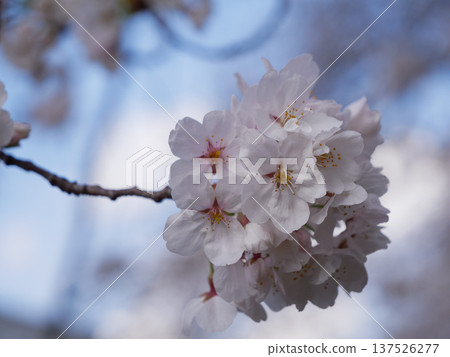 Cherry blossom Cherry blossom 137526277