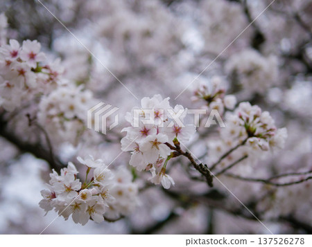 Cherry blossom Cherry blossom 137526278