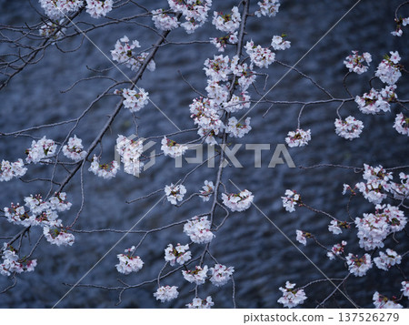 Cherry blossoms and the water surface Cherry blossoms and the water surface 137526279