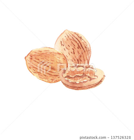 胡桃水彩插圖 137526328