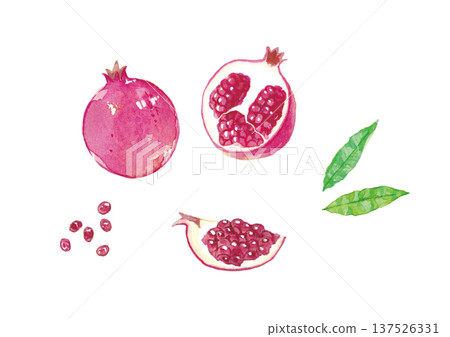 Pomegranate watercolor illustration 137526331