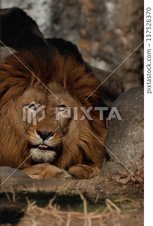 Male lion's expression (zoo) 137526370