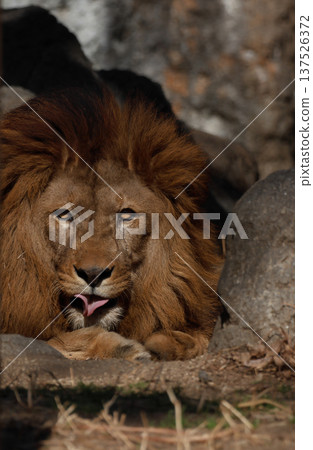 Male lion's expression (zoo) 137526372
