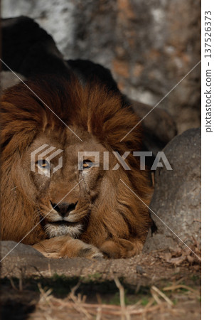 雄獅的表情（動物園） 137526373