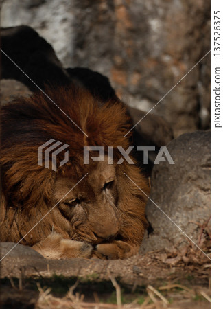 Male lion's expression (zoo) 137526375
