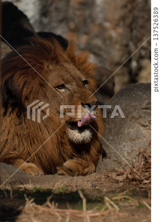 雄獅的表情（動物園） 137526389