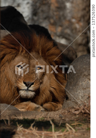 Male lion's expression (zoo) 137526390