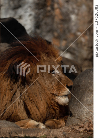 雄獅的表情（動物園） 137526392