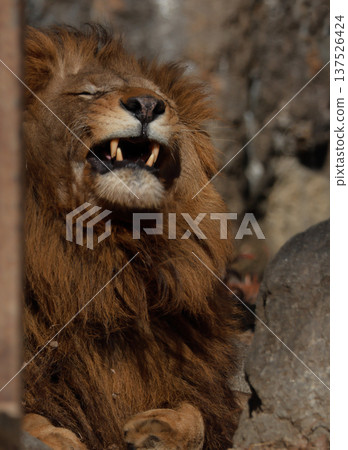 Male lion's expression (zoo) Male lion's expression (zoo) 137526424