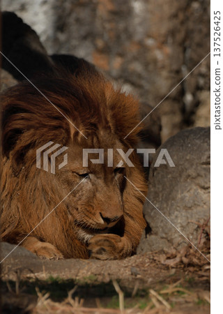 雄獅的表情（動物園） 137526425