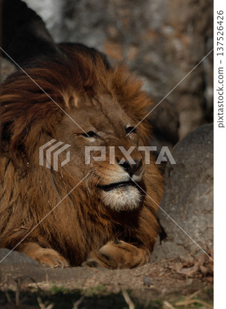 雄獅的表情（動物園） 137526426
