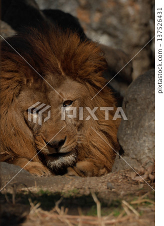 雄獅的表情（動物園） 137526431