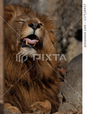 Male lion's expression (zoo) 137526457