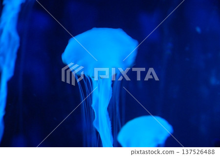 神奇的漂流水母 137526488