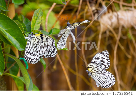 Ogo Madara, the prefectural butterfly of Okinawa Prefecture, is a spotted butterfly with a black and white pattern and is also known as the ``Lady of the South'' and the ``Newspaper Butterfly.'' Ogo Madara, the prefectural butterfly of Okinawa Prefecture, is a spotted butterfly with a black and white pattern and is also known as the ``Lady of the South'' and the ``Newspaper Butterfly.'' 137526541