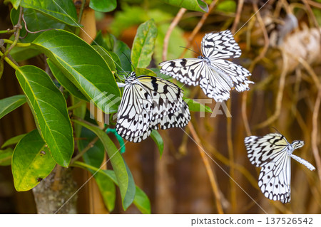Ogo Madara, the prefectural butterfly of Okinawa Prefecture, is a spotted butterfly with a black and white pattern and is also known as the ``Lady of the South'' and the ``Newspaper Butterfly.'' Ogo Madara, the prefectural butterfly of Okinawa Prefecture, is a spotted butterfly with a black and white pattern and is also known as the ``Lady of the South'' and the ``Newspaper Butterfly.'' 137526542