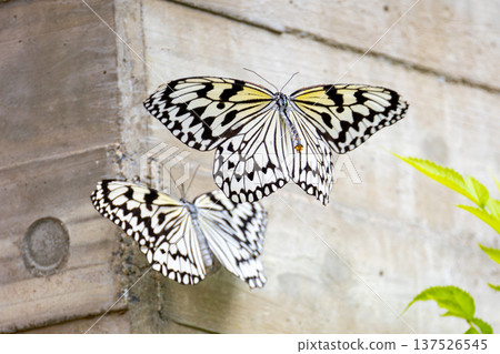 Ogo Madara, the prefectural butterfly of Okinawa Prefecture, is a spotted butterfly with a black and white pattern and is also known as the ``Lady of the South'' and the ``Newspaper Butterfly.'' 137526545