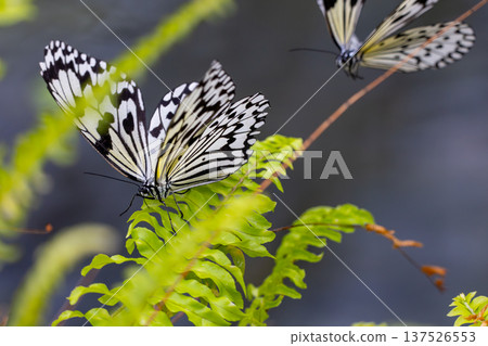 Ogo Madara, the prefectural butterfly of Okinawa Prefecture, is a spotted butterfly with a black and white pattern and is also known as the ``Lady of the South'' and the ``Newspaper Butterfly.'' 137526553