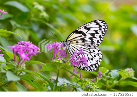 Ogo Madara, the prefectural butterfly of Okinawa Prefecture, is a spotted butterfly with a black and white pattern and is also known as the ``Lady of the South'' and the ``Newspaper Butterfly.'' Ogo Madara, the prefectural butterfly of Okinawa Prefecture, is a spotted butterfly with a black and white pattern and is also known as the ``Lady of the South'' and the ``Newspaper Butterfly.'' 137526555