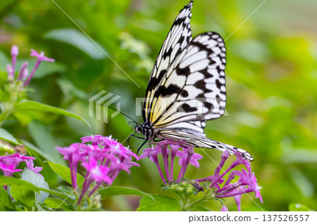小戈斑蝴蝶是沖繩縣的縣蝴蝶,是一種黑白花紋的斑點蝴蝶,也被稱為“南方貴婦”和“報紙蝴蝶”。 小戈斑蝴蝶是沖繩縣的縣蝴蝶,是一種黑白花紋的斑點蝴蝶,也被稱為“南方貴婦”和“報紙蝴蝶”。 137526557