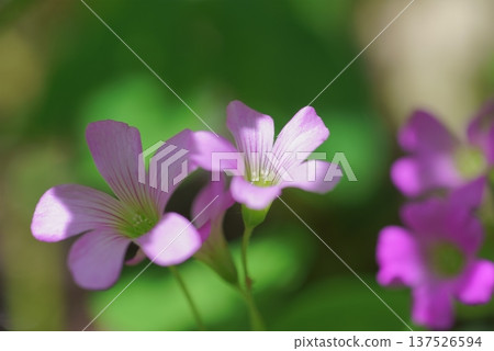 Murasaki Kabaki Flower 137526594
