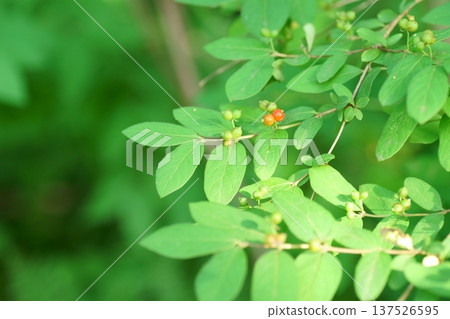 一枝黃花的葉子和未成熟的果實 137526595
