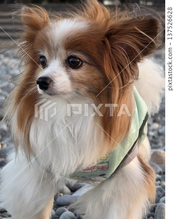 Evening Breeze and Papillon Evening Breeze and Papillon 137526628