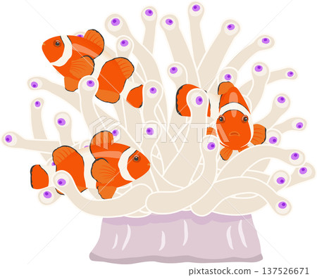 海葵和小丑魚 海葵和小丑魚 137526671