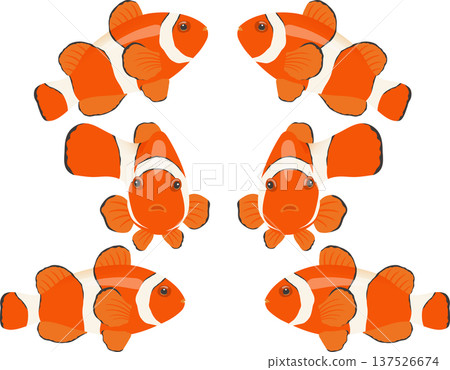 多條小丑魚 137526674