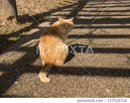 宮瀨湖公園的貓 宮瀨湖公園的貓 137526728