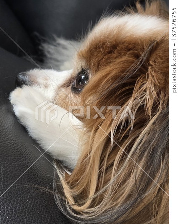 蝴蝶犬凝視著遠方 蝴蝶犬凝視著遠方 137526755