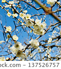 White plum shining in the blue sky 137526757
