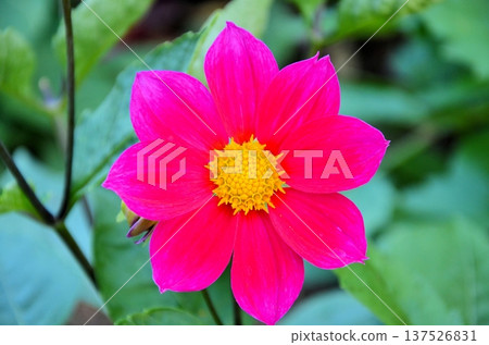 Dahlia Dahlia 137526831