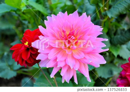 Dahlia Dahlia 137526833