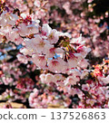 Cherry blossoms herald the arrival of spring 137526863
