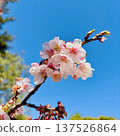 Sakura that shines in the blue sky 137526864