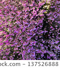A photo of a plant with pink flowers 137526888