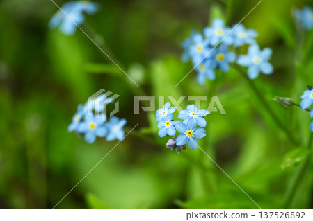 Cluster of Blue Forget-Me-Not Flowers With Soft Green Bokeh Background, Spring Wildflower Cluster of Blue Forget-Me-Not Flowers With Soft Green Bokeh Background, Spring Wildflower 137526892